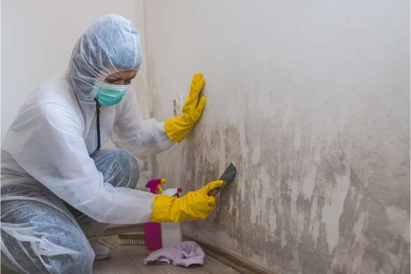 Mold Removal Specialists